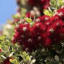 Bush Valley Delight Recipe